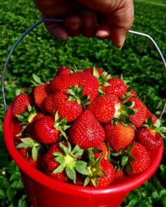 bucket full of strawberries