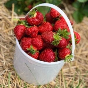 strawberry two quart bucket