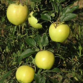 Blondee Apples