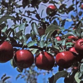 Flaming Early Red Apples