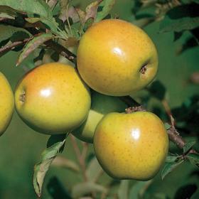 Goldrush Apples