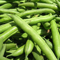 Green Beans-2