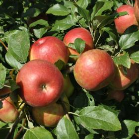 Honeycrisp Apples