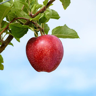 Red Cameo Apples