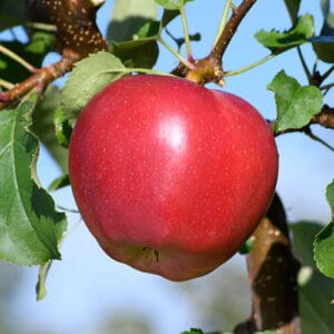 Red apple hanging on tree branch