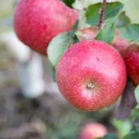 Rosalee Apples