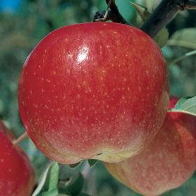 Wonder Fuji Apples