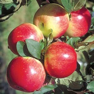 Cluster of red apples on tree branch