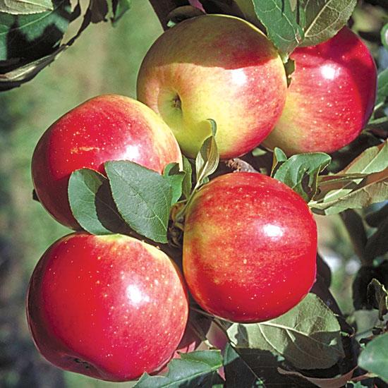 Zestar Apples