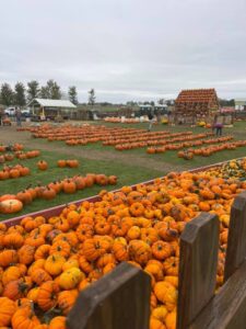 Pumpkin yard with a lot of pumpkins